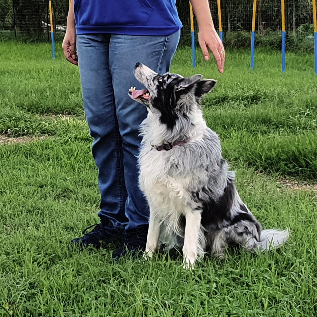 Paola e Mia rally obedience